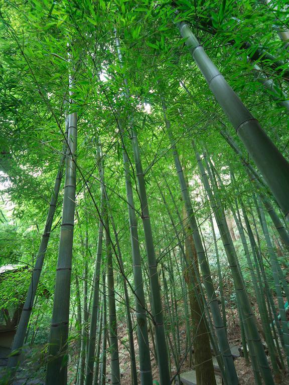 Hakone Tokinoshizuku Hotell Exteriör bild Bamboo forest